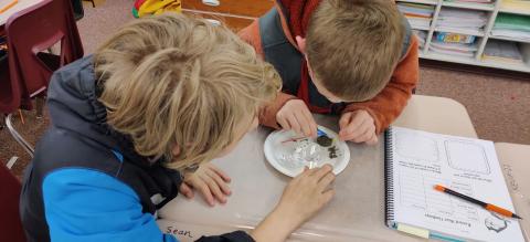 dissecting owl pellets