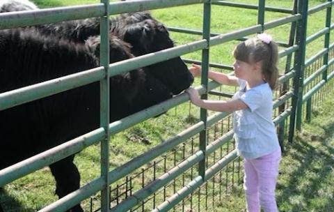 student petting the cow