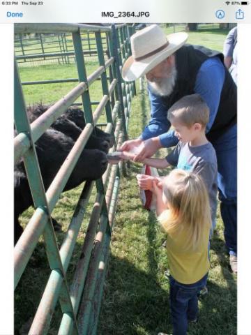 students feeding the cow