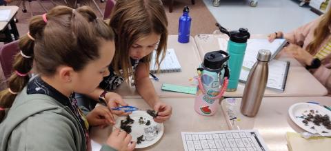 dissecting owl pellets
